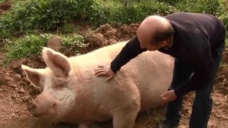 El cerdo más famoso de España