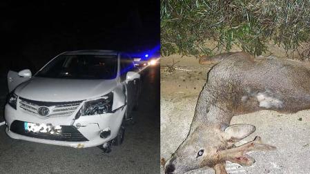 Tres accidentes sin heridos por atropello de animales salvajes