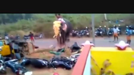 Elefante fuera de control en la India