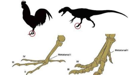 Científicos de Chile consiguen pollos con patas de dinosaurio