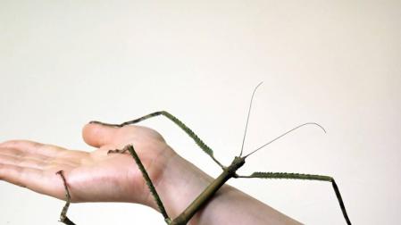 El insecto más largo del mundo mide 62 centímetros