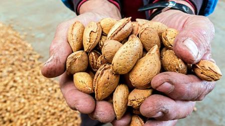 Esperan una subida del 18,5% en la cosecha de almendra en Navarra