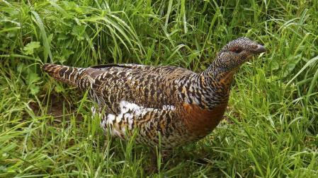 Una hembra de urogallo cantábrico.