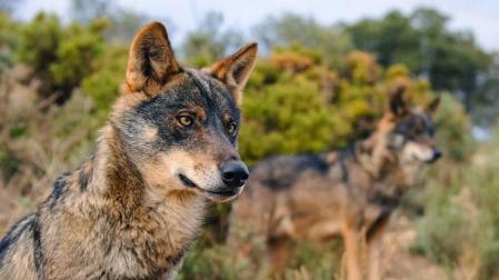 "Qué viene el lobo", ecoturismo gracias al 'canis lupus'