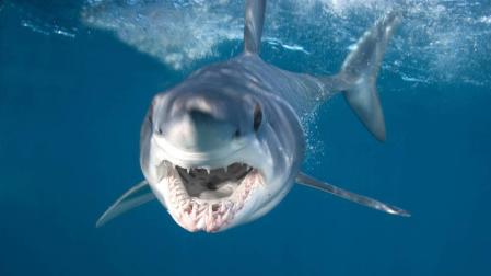 Muere una buceadora al ser atacada por un tiburón en Australia