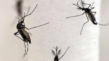 Mosquitos Aedes aegypti, transmisor del virus del zika.