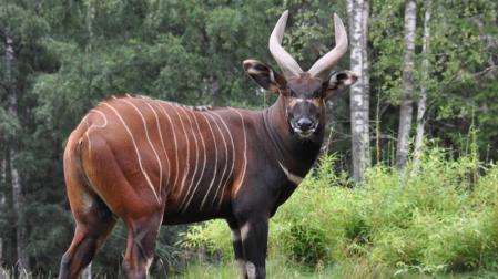 ​Nace un bongo oriental en Bioparc Valencia, un antílope en peligro de extinción