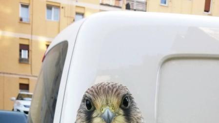 Un cernícalo 'volantón' pasa la noche en las instalaciones de la Policía Municipal