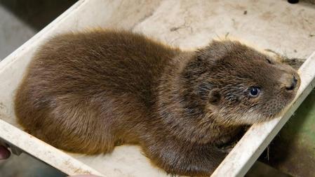 Nace en Sendaviva el tercer ejemplar de nutria europea, especie amenazada