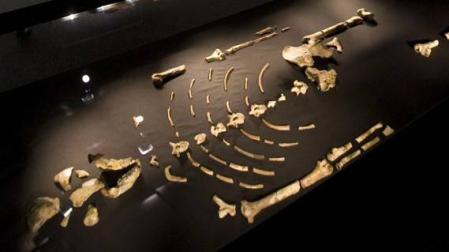Fósiles del esqueleto reconstruido del Austrolopithecus afarensisi conocido como Lucy.