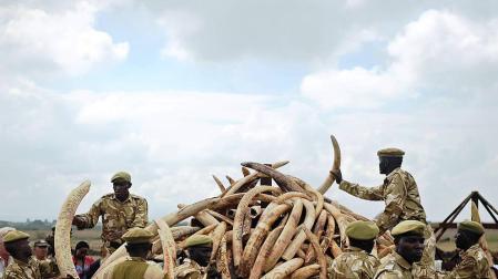 La prohibición de la venta de marfil divide a los países africanos