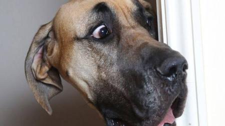 Los niños no son conscientes de los riesgos de acercarse a los perros asustados