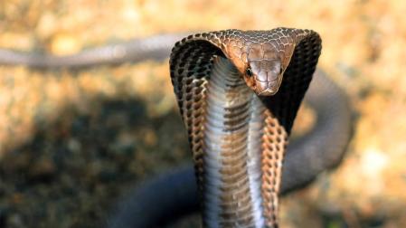 La fuga de cincuenta crías de cobra atemoriza a la ciudad china de Nankín