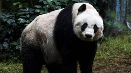Muere en Hong Kong el oso panda más longevo del mundo