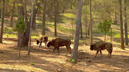 Hallan una bola que podría llevar veneno en la reserva valenciana de bisontes