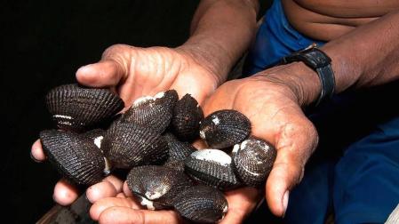 Conchas negras y cangrejos, delicias del fango para la cocina peruana