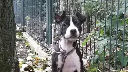 26 perros esperan ser adoptados en el Centro de Atención a Animales del Ayuntamiento