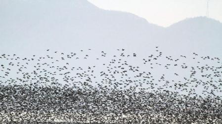 Un grupo de aves migratorias en Corea del Sur.