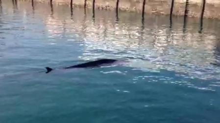 Avistada una ballena en el puerto de Getaria