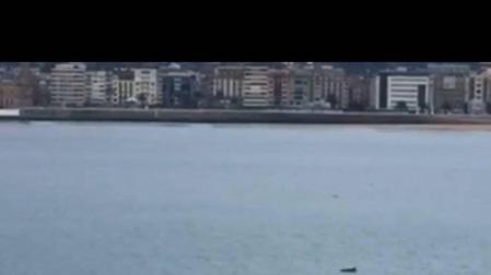 Aparece un delfín en la playa de la Concha de San Sebastián