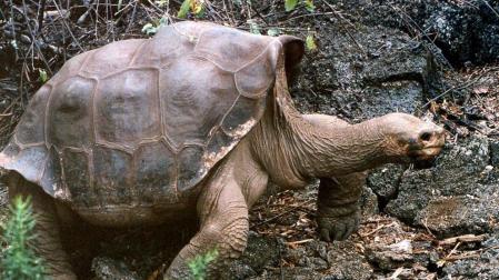 Muere en Gal&aacute;pagos la &uacute;ltima tortuga gigante
