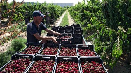 Un trabajador coloca barquillas de cerezas en unos campos de Pérez Ortún de Milagro.