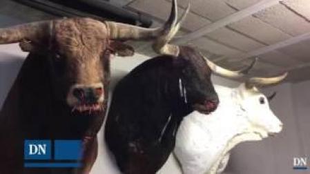 Un taxidermista prepara tres animales para el museo de la Plaza de Toros