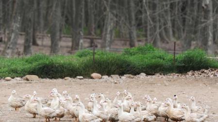Sacrifican en Cataluña más de 17.000 patos de una granja por la gripe aviar