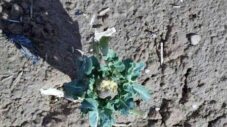 Jabalíes y conejos han aumentado los pagos por caños en cultivos en la Ribera de Navarra.