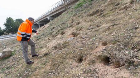 La autopista, 'taladrada' por los conejos