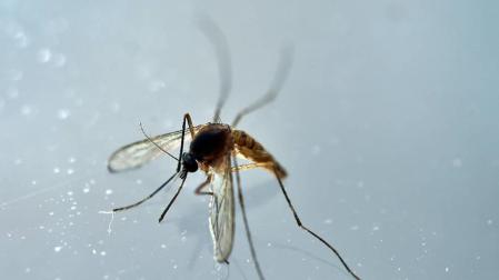 Nace en España el primer bebé afectado por microcefalia por el zika