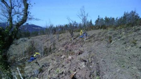 Ayuda internacional para reforestaciones en el Pirineo