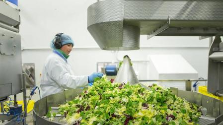 Florette Ibérica facturó 155 millones de euros en 2015 y creció un 7%