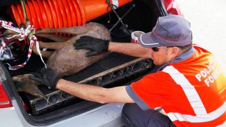 Rescatado un corzo tras ser atropellado en Cascante