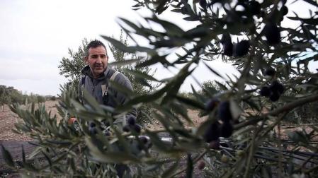 La producción de aceite baja en la Ribera un 46% tras una campaña récord