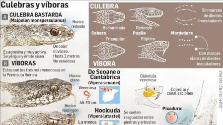 Gráfico de las diferencias entre culebras y víboras