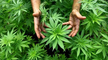 El Estado uruguayo prevé distribuir cannabis desde mediados de 2014