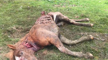 La yegua que mató el oso Goiat.