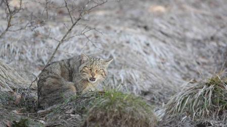 Imagen de un gato montés captada en Isaba, y motivo de interés turístico.