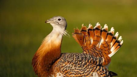Logran criar avutardas en cautividad en un centro de Cáceres