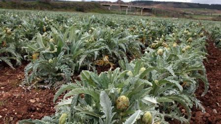 La 'Alcachofa de Tudela' duplicará este año su producción