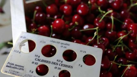 Cultivo de cerezas en Milagro y en el valle de Echauri.
