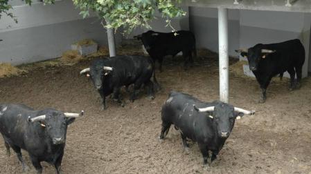 Desembarcan en la Plaza de Toros las reses que serán lidiadas el día 6