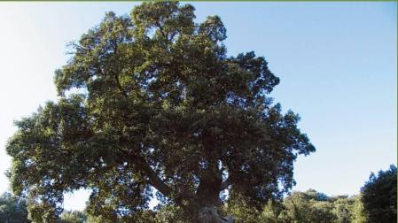 El original Encino de las Tres Patas