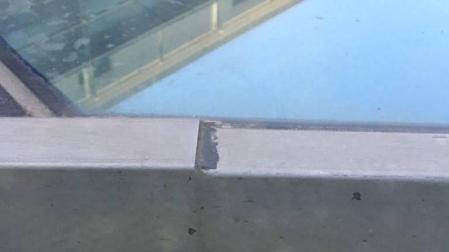 Un joven autillo, atrapado en el techo de cristal del Parlamento