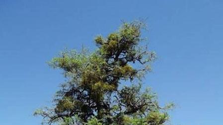 El Espino de Azparren, solo en las alturas