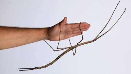 Crían en China el insecto más grande del mundo que mide 64 cm de largo