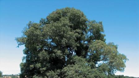 El equilibrio del quejigo de Garínoain