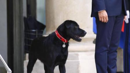 El presidente Macron adopta a 'Nemo', un perro de un refugio francés