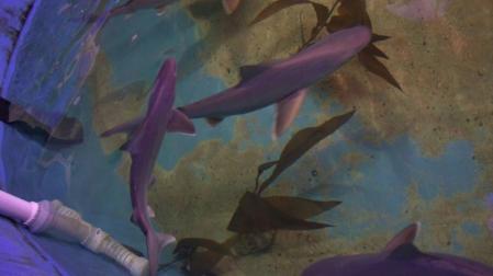 Encuentran diez tiburones en el sótano de una casa en Nueva York